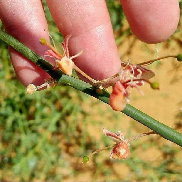 Capparis decidua Flower