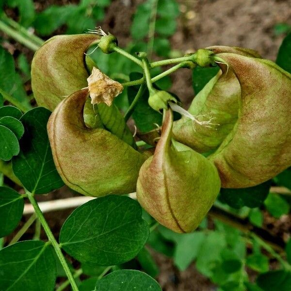 Colutea arborescens Frucht