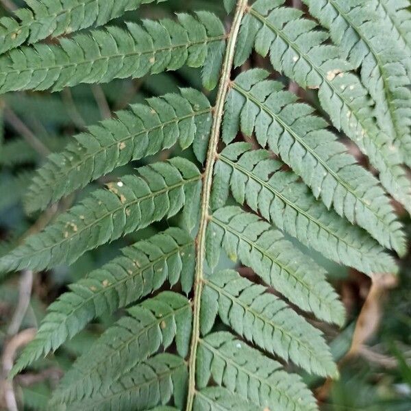 Polystichum setiferum 葉