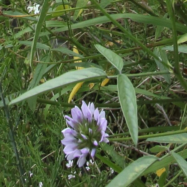 Bituminaria bituminosa Flor