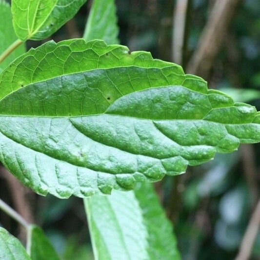 Boehmeria japonica Leaf