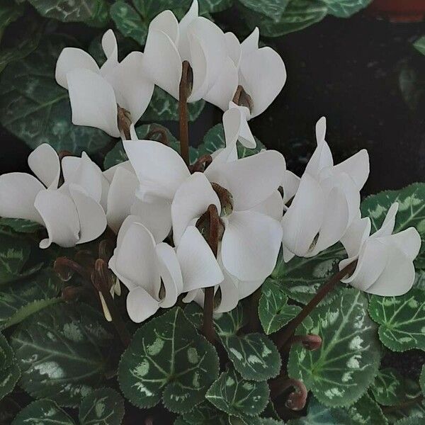 Cyclamen persicum Flower