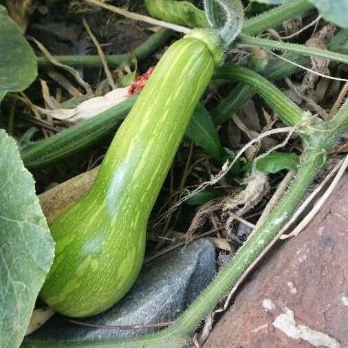 Cucurbita moschata Fruit