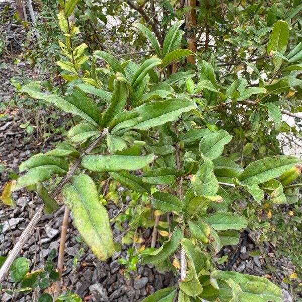 Punica granatum Lapas