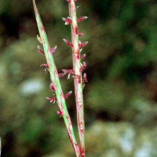 Andropogon distachyos Vrucht