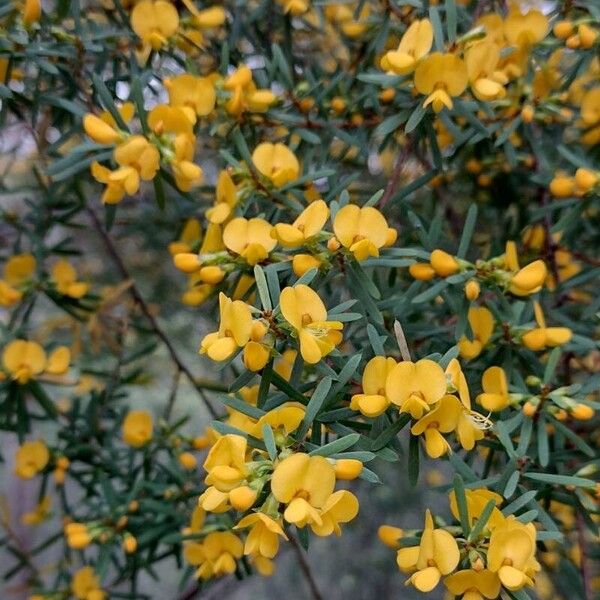 Pultenaea flexilis Vivejo