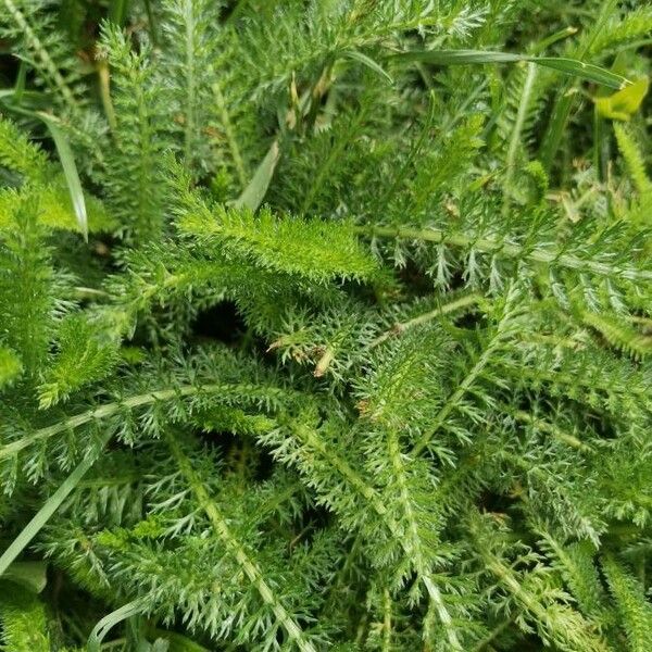 Achillea millefolium Листок