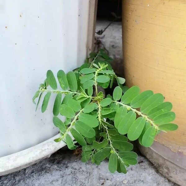 Phyllanthus amarus Folla