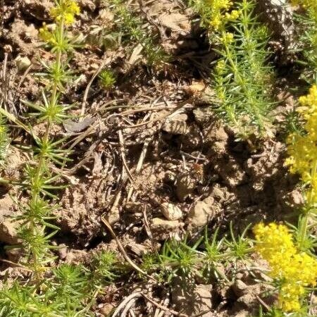 Achillea ageratum Blatt