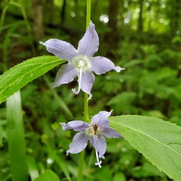 Campanulastrum americanum Kvet