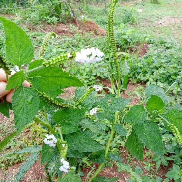 Heliotropium indicum Flor