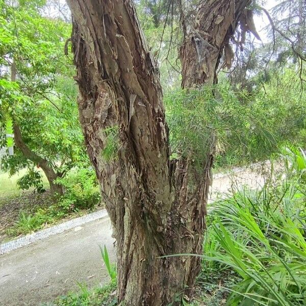 Melaleuca linariifolia Rinde