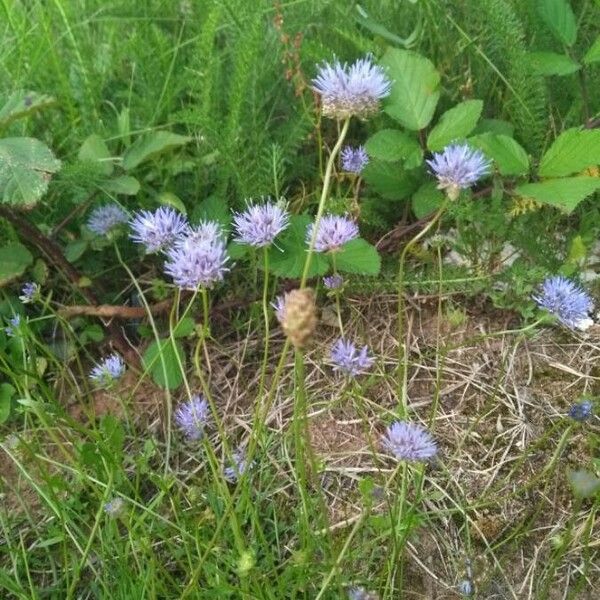 Jasione montana Blomma