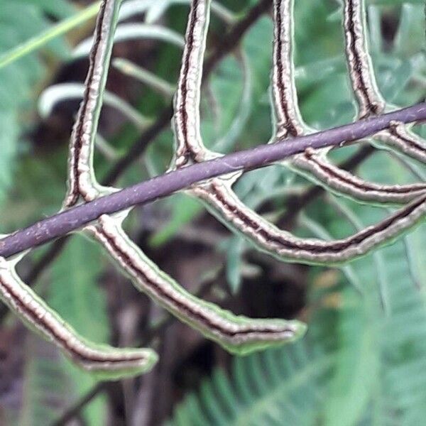 Blechnum spicant ফল