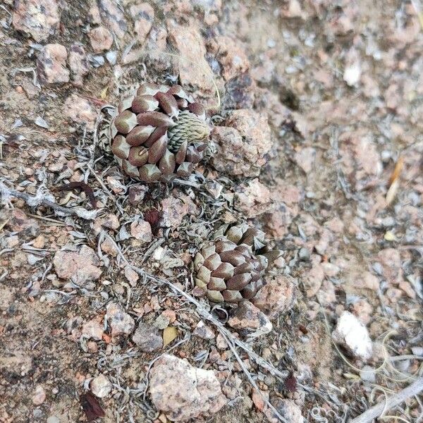 Orostachys spinosa Hostoa