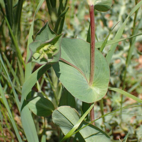 Bupleurum rotundifolium Φύλλο