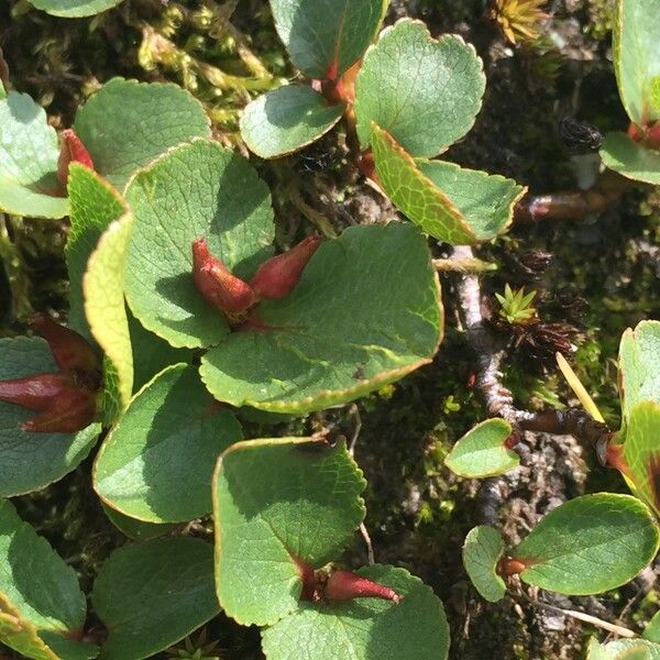 Salix herbacea Други