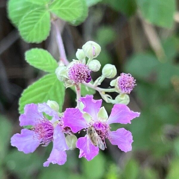 Rubus sanctus (Holy bramble)