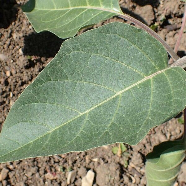 Datura innoxia Blad