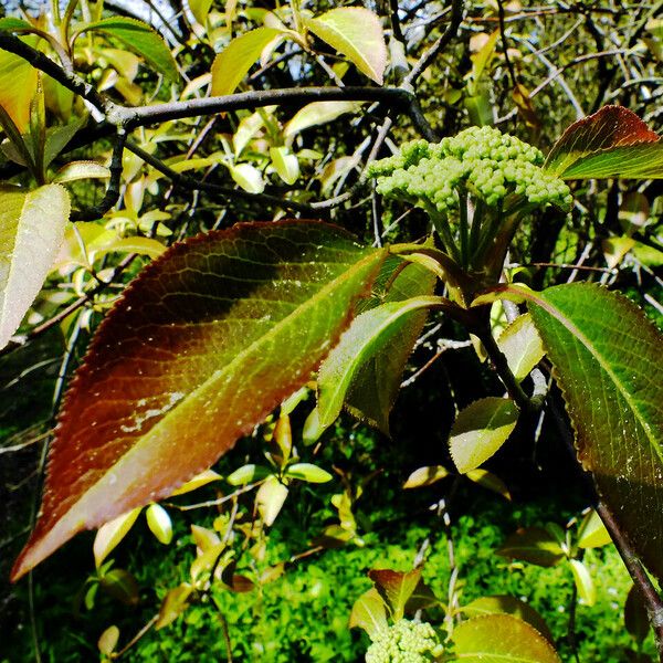 Viburnum prunifolium Flower