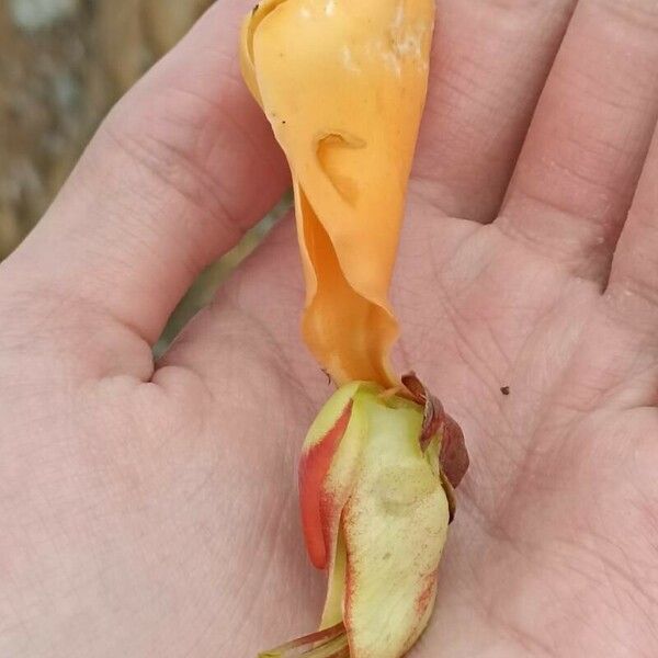 Erythrina fusca 花