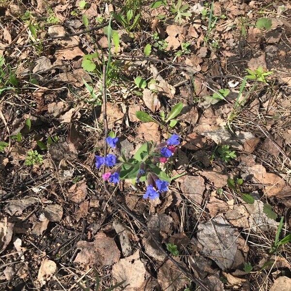 Pulmonaria mollis Flower