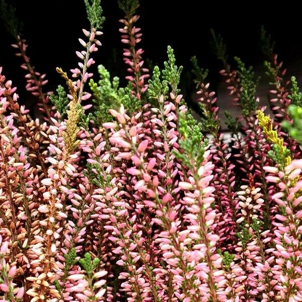 Calluna vulgaris 葉