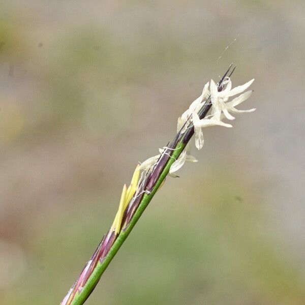 Nardus stricta Flor