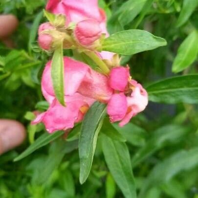 Antirrhinum majus Leaf