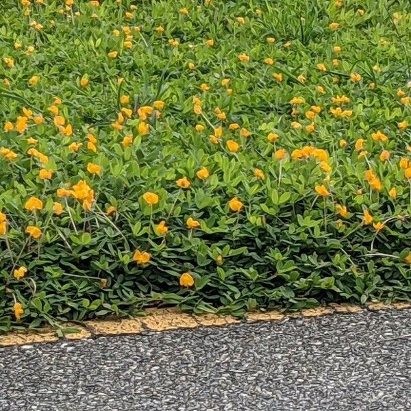 Arachis glabrata Blomma