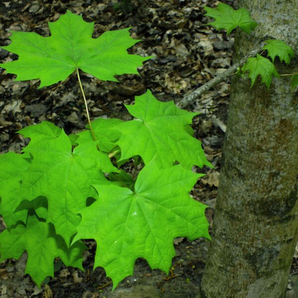 Acer platanoides Feuille