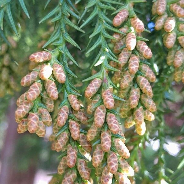 Cryptomeria japonica Flower