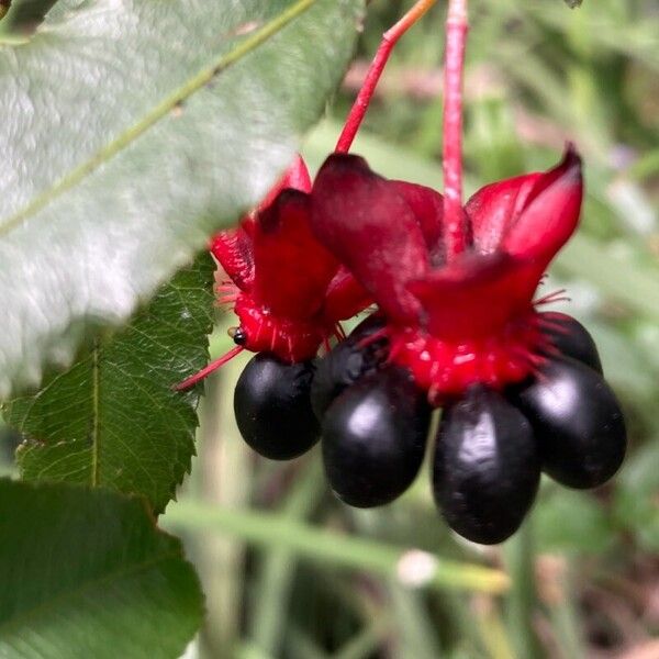 Ochna serrulata Φρούτο