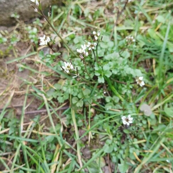 Cardamine parviflora Habit