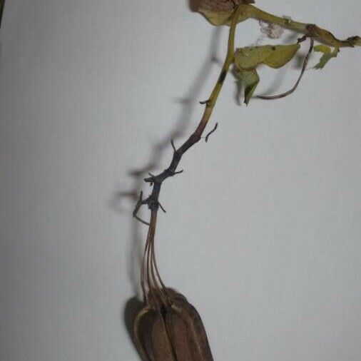 Aristolochia ringens Fruit