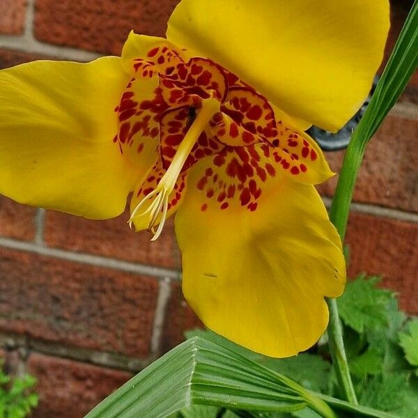 Tigridia pavonia Fleur