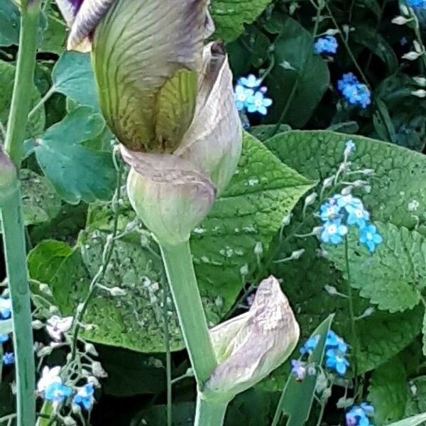 Iris variegata Flors