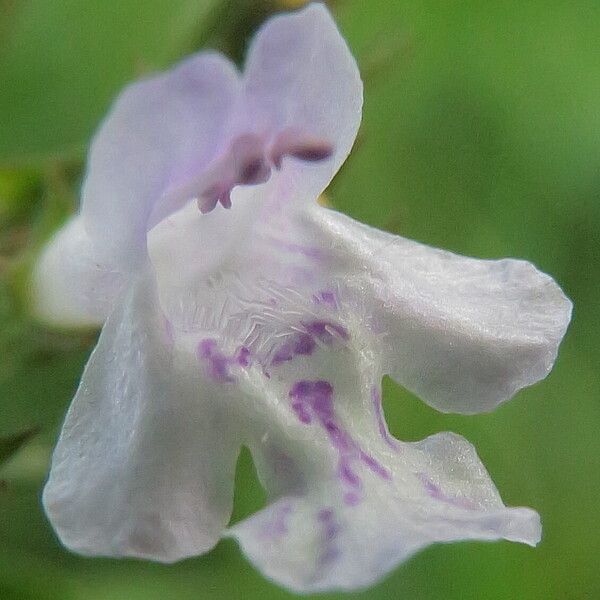 Clinopodium nepeta Flower