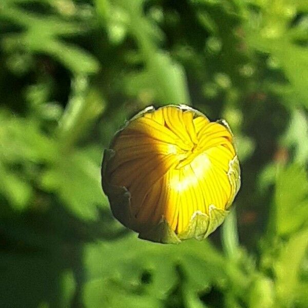 Euryops chrysanthemoides Blüte