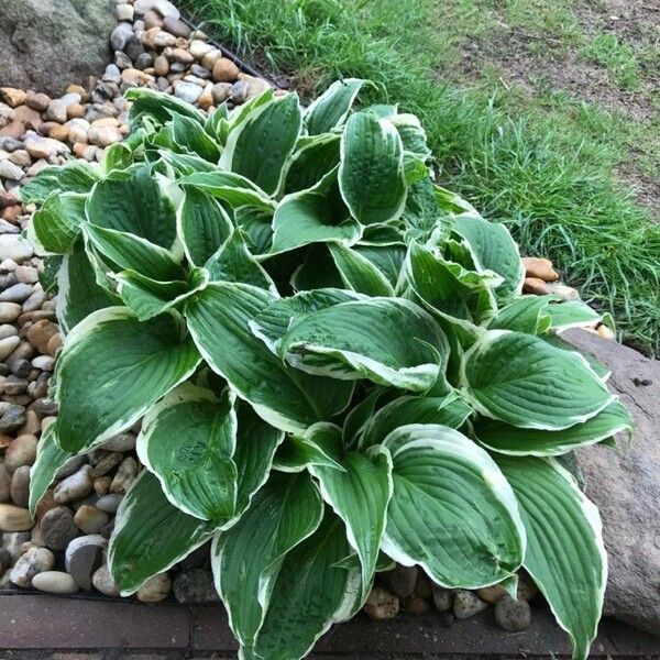 Hosta plantaginea Хабит