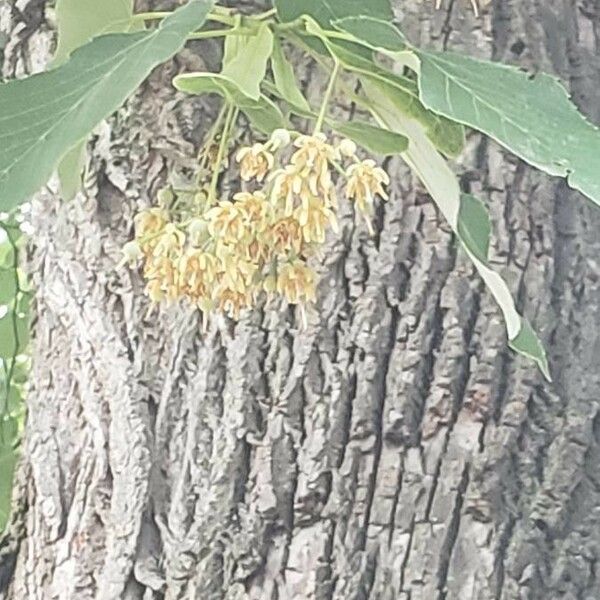 Tilia americana 花