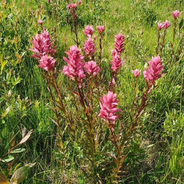 Castilleja parviflora 花