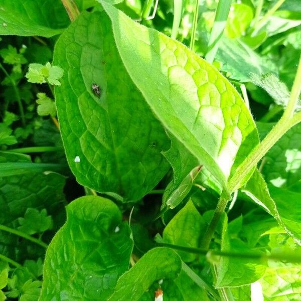 Symphytum bulbosum Leaf