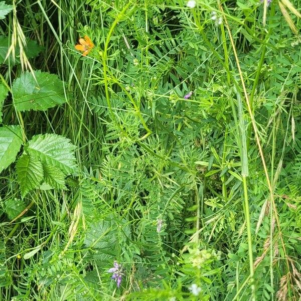 Adonis aestivalis Costuma