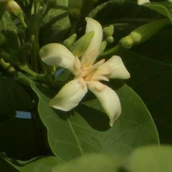 Wrightia tinctoria Flower