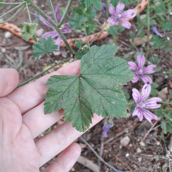 Malva sylvestris 葉