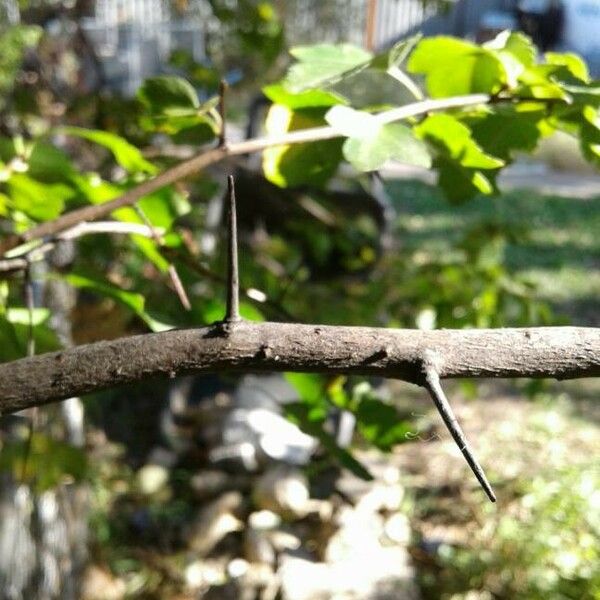 Crataegus monogyna Kůra