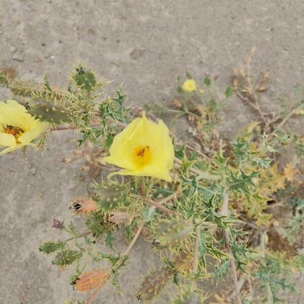 Argemone mexicana Flor