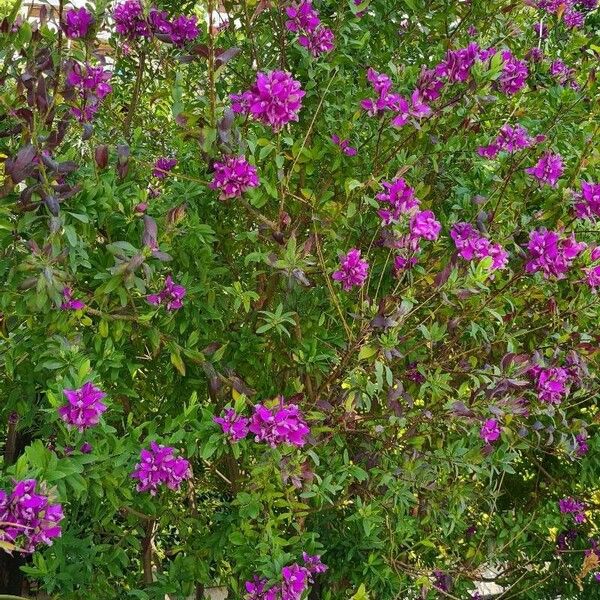 Polygala myrtifolia ফুল