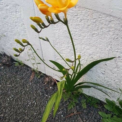 Freesia × kewensis Flower